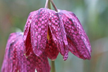 Fritillary flowers in Spring	