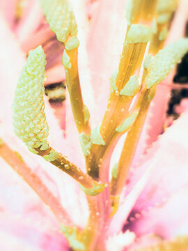close up of a flower with drops
