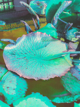 lotus on the fountain