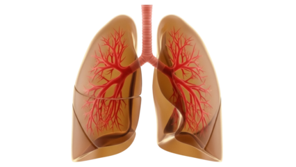 Human lungs isolated PNG on transparent background, respiratory system anatomy for medical education and healthcare design