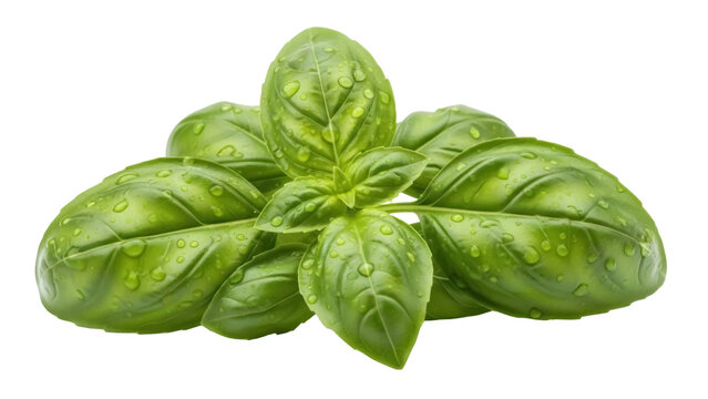 Fresh green basil leaves isolated PNG, aromatic herb with water droplets for cooking and culinary use on transparent background