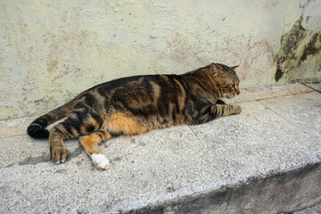 Side Profile of a Marbled Bengal Cat Walking Outdoors
