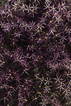 Blooming velvet violet allium flowers and yarrow on evening day in the garden .Selective focus .