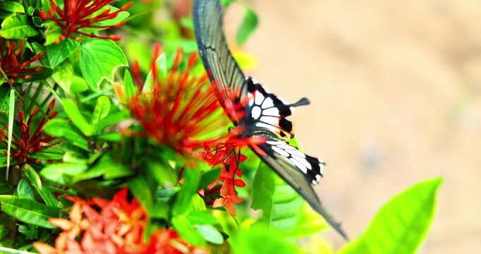 Swallowtail butterfly feeds nectar from vibrant red Ixora flowers in bright sunlight. Nature's beauty, pollination, delicate ecosystem concept. Serene, peaceful, macro shot.