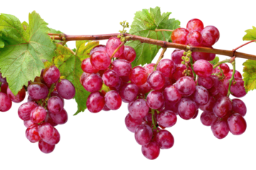 Fresh ripe red grapes on a vine isolated on transparent background. Ripe red grapes hanging on a vine with green leaves isolated on white background.