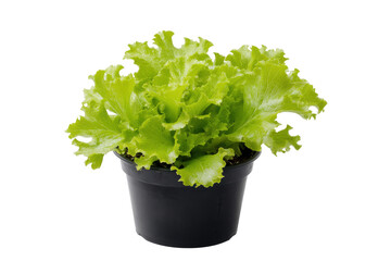 Fresh green lettuce plant in a black pot isolated on transparent background. Fresh green leaf lettuce plant growing in a black pot isolated on white background.