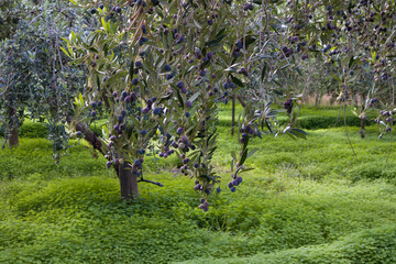Olivos Arbequina con Aceitunas Maduras en Olivar Sostenible con Cubierta Vegetal
