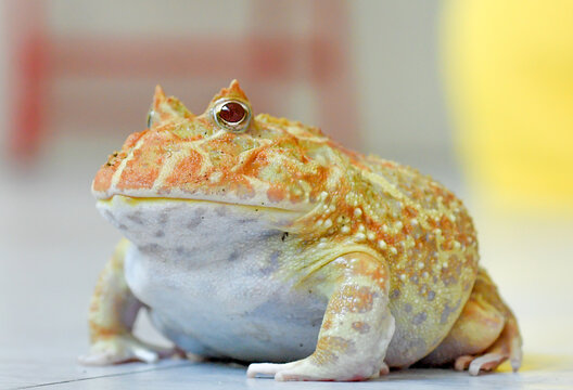 A close-up of a useful exotic toad.