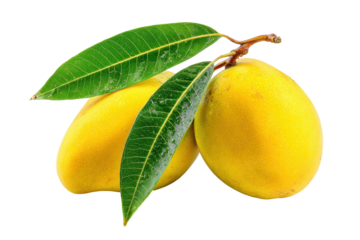 Yellow mangoes with green leaves on a branch isolated on transparent background. Vibrant ripe mangoes with green leaves isolated on white background.