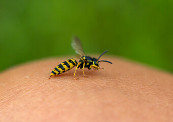photo close-up of a striped dangerous insect bee painfully injects a sting into human skin