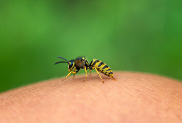 close-up of a striped dangerous insect wasp painfully injects a sting into human skin