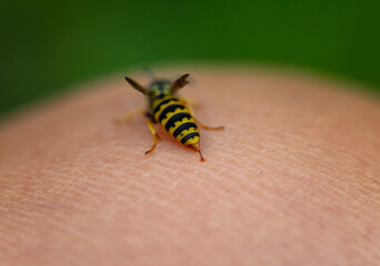 close-up abdomen striped dangerous insect wasp painfully injects sting into human skin