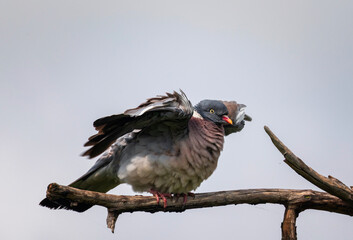 portrait of a wood pigeon bird sitting on a dry branch against the sky with its feathers fluffed up