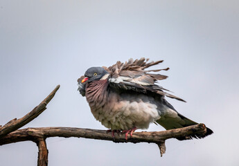 portrait of a wood pigeon bird sitting on a dry branch against the sky with its feathers fluffed up