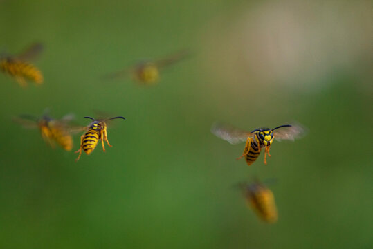 Striped wasps fly in a swarm against the backdrop of a green summer garden