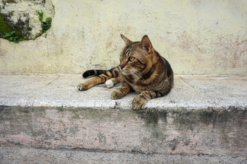 Side Profile of a Marbled Bengal Cat Walking Outdoors
