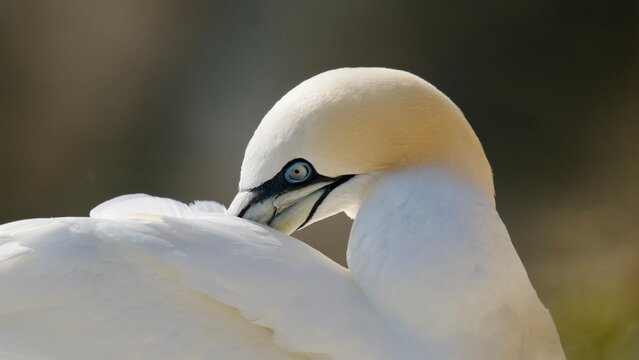 Isolated portrait of a single northern gannet (Morus bassanus) photographed while birdwatching on the Yorkshire Coast, showing detailed plumage and distinctive features against a soft background.