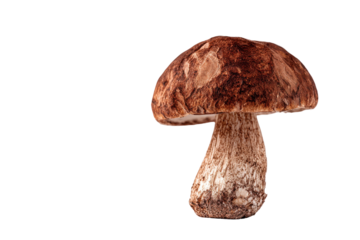 Single brown boletus mushroom isolated on transparent background. Single forest mushroom with a brown cap and stem isolated on white background.