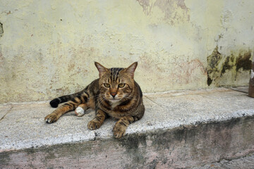 Side Profile of a Marbled Bengal Cat Walking Outdoors