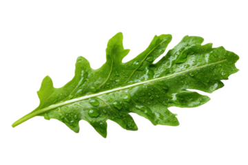 Single green arugula leaf with water droplets isolated on transparent background. Fresh green leaf of arugula lettuce with serrated edges isolated on white background.