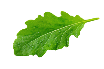 Single green arugula leaf isolated on transparent background. Vibrant green arugula leaf with serrated edges isolated on white background.