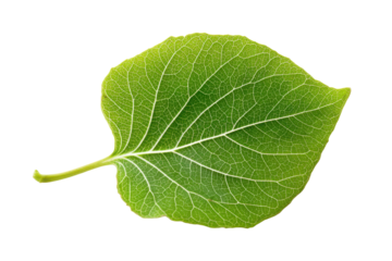 Single green aspen leaf isolated on transparent background. Single green aspen leaf isolated on white background.