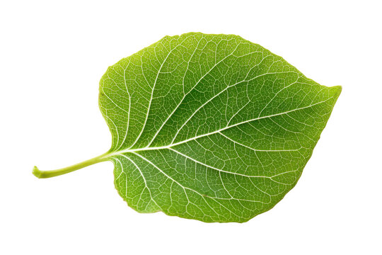 Single green aspen leaf isolated on transparent background. Single green aspen leaf isolated on white background.