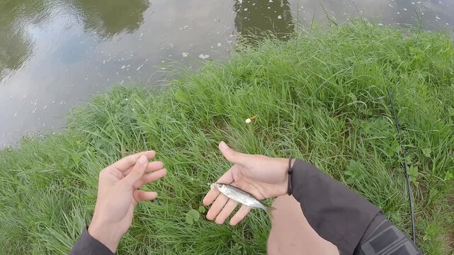 POV Fishing: Fisherman Hands Unhooking Small Bleak Fish Catch by River, First Person View of Angler Holding Alburnus Alburnus, Catch and Release Hobby, Outdoor Recreation and Summer Leisure Activity