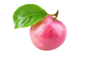 Fototapeta premium Single ripe pink guava fruit with green leaf isolated on transparent background. Ripe pink apple with a green leaf isolated on white background.