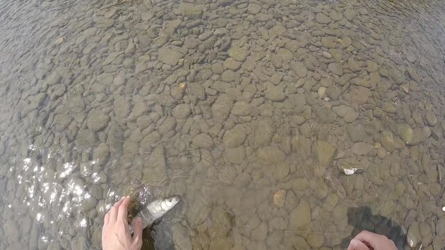 Close Up of Angler Hands Releasing European Chub Fish Squalius Cephalus into Clear River Water Catch and Release Ethical Fishing Concept with Pebble Bottom Nature Conservation Theme