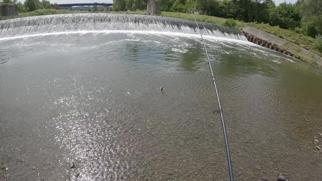 Close Up of Angler Hands Releasing European Chub Fish Squalius Cephalus into Clear River Water Catch and Release Ethical Fishing Concept with Pebble Bottom Nature Conservation Theme
