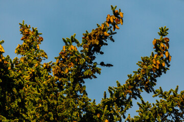Obraz premium Evergreen tree branches adorned with vibrant yellow cones against a clear blue sky, showcasing the beauty of nature and seasonal changes in a tranquil outdoor setting