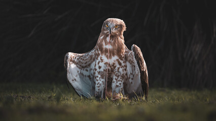 Short-toed Snake Eagle (Circaetus gallicus) feeding on a snake on the ground. Description: A rare...