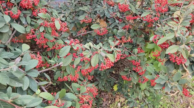 In December, berries of the late cotoneaster or milkflower cotoneaster (Cotoneaster coriaceus, syn. Cotoneaster lacteus),flowering plant in the family Rosaceae, native to Tibet and south-central China