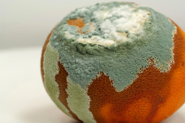 Overripe and rotten mandarin. Rotten tangerine covered with mold
