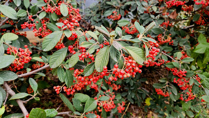 In December, berries of the late cotoneaster or milkflower cotoneaster (Cotoneaster coriaceus, syn. Cotoneaster lacteus),flowering plant in the family Rosaceae, native to Tibet and south-central China