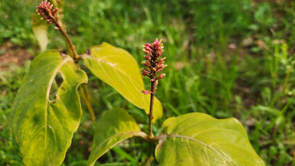 In Mediterranean park in December, the mottled toothedthread, the Cardinal's guard, or the firespike (Odontonema cuspidatum) is a plant in Acanthaceae,endemic to Mexico, but has been introduced to Flo