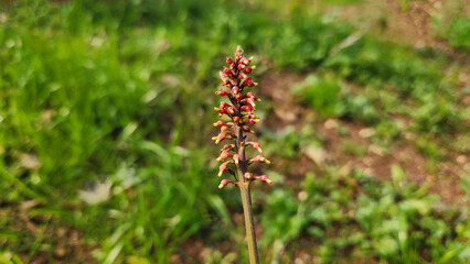 In Mediterranean park in December, the mottled toothedthread,  flowers of the Cardinal's guard, or the firespike (Odontonema cuspidatum) is a plant in Acanthaceae,endemic to Mexico, but has been intro
