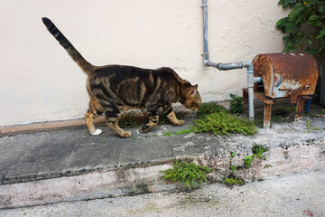 Side Profile of a Marbled Bengal Cat Walking Outdoors