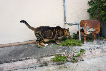 Side Profile of a Marbled Bengal Cat Walking Outdoors