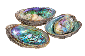 Three iridescent abalone shells isolated on transparent background. Three iridescent paua abalone shells showcase vibrant colors and natural beauty isolated on white background.
