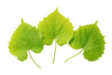 Green grape leaves isolated on transparent background. Three vibrant green grape leaves isolated on white background.