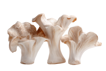 Chanterelle mushrooms isolated on transparent background. Abstract chanterelle mushroom shapes with earthy tones isolated on white background.