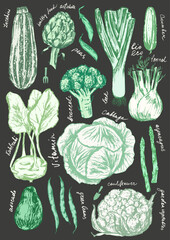 Hand drawn colored chalk vegetable sketches set. Zucchini, artichoke, leek, cucumber, cabbage, kohlrabi, broccoli, cauliflower, avocado.