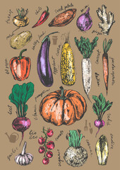 Hand drawn colored ink vegetable sketches set. Pumpkin, onion, beet, corn, eggplant, carrot, daikon, radish, pepper, tomato, potato, celeriac, garlic, ginger, turnip, endive.