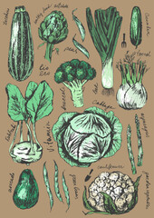 Hand drawn colored ink vegetable sketches set. Zucchini, artichoke, leek, cucumber, cabbage, kohlrabi, broccoli, cauliflower, avocado.