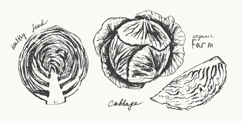 Hand drawn ink cabbage vegetable sketches set. Food drawings for labels