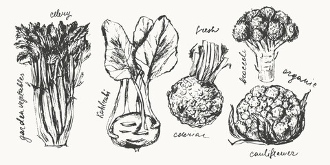 Hand drawn ink celery, kohlrabi, celeriac, cauliflower, broccoli vegetable sketches set. Food drawings for labels