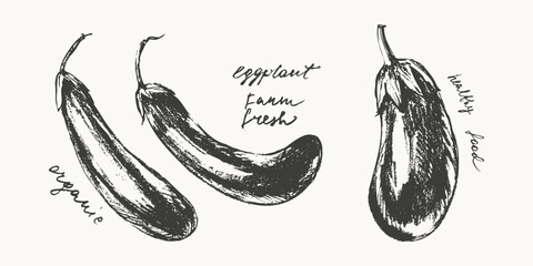 Hand drawn ink eggplant vegetable sketches set. Food drawings for labels and packaging