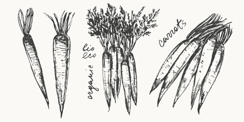 Hand drawn ink carrot vegetable sketches set. Food drawings for labels and packaging.